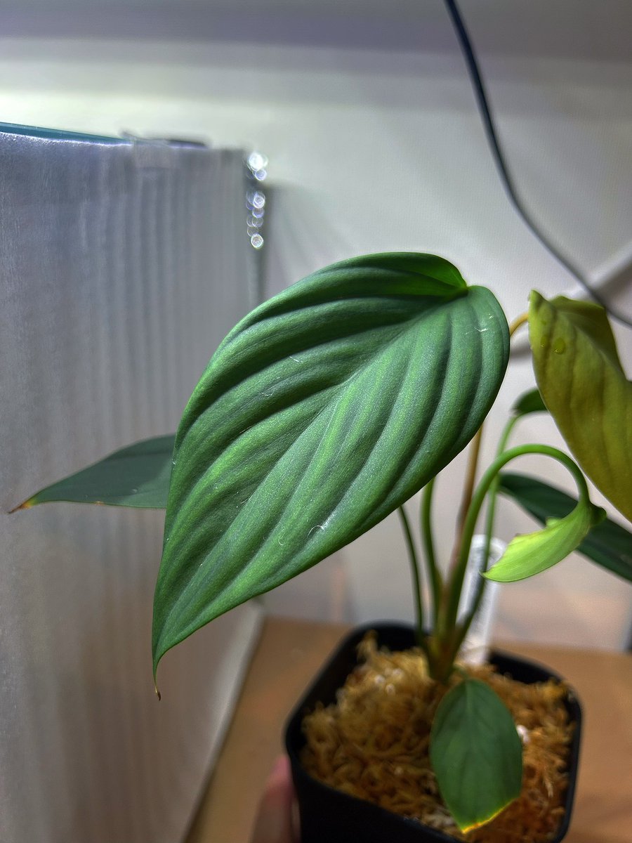 Avi Plants (アヴィプランツ) tweet media