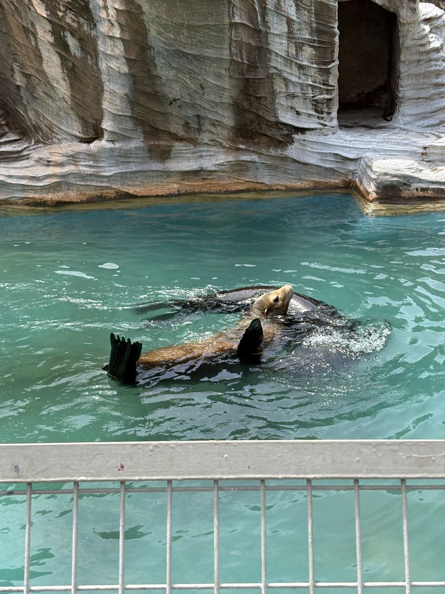 ユウマ tweet media