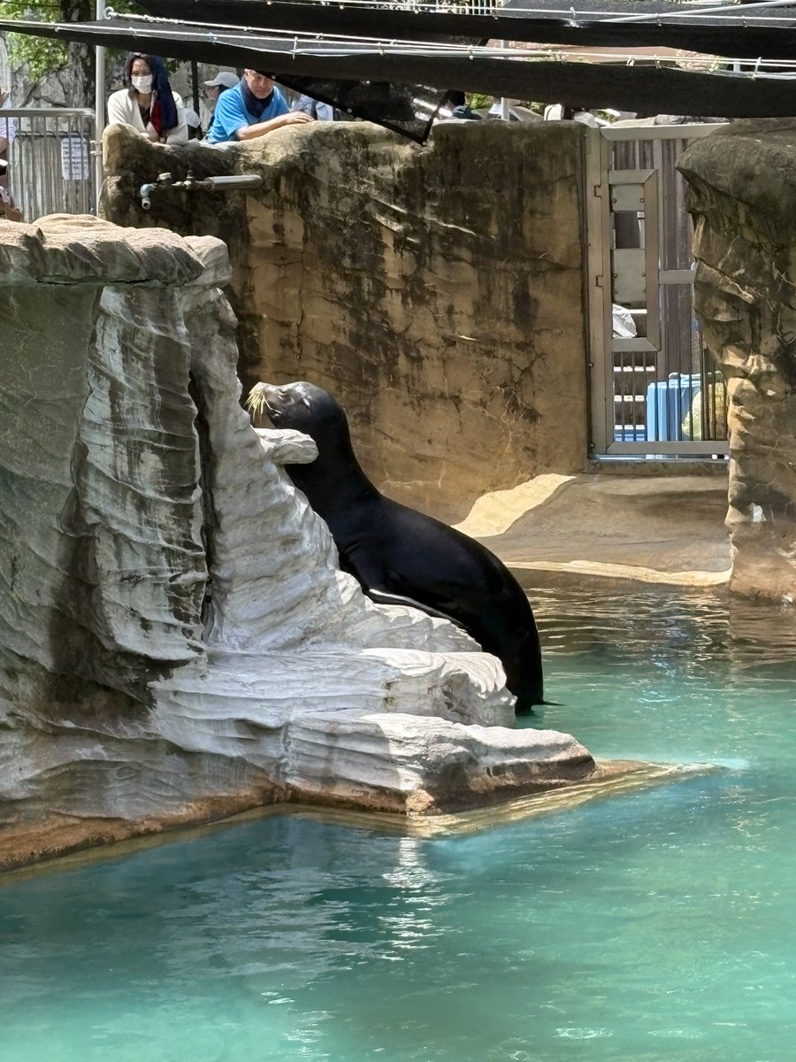 ユウマ tweet media