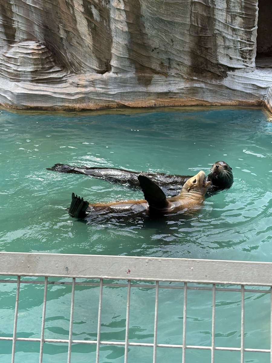 ユウマ tweet media