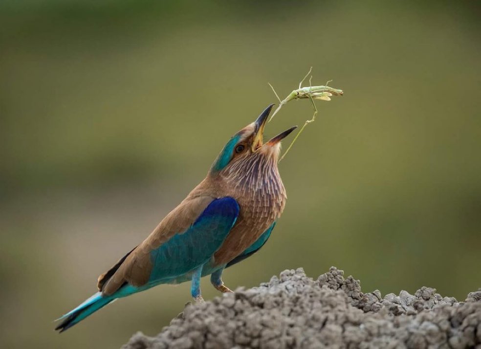 Good morning early birds