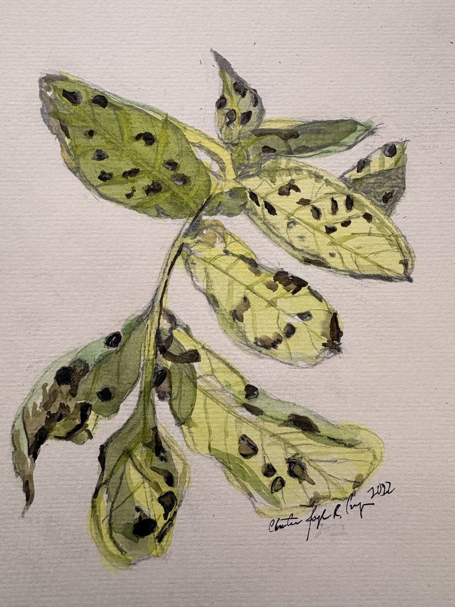 CCumagun's tweet photo. Early blight of potato is a common fungal disease caused by Alternaria solani that primarily attacks stressed or aging plant tissue, often appearing first as dark, target-like spots on older, lower leaves https://t.co/wK3CRtm2U6