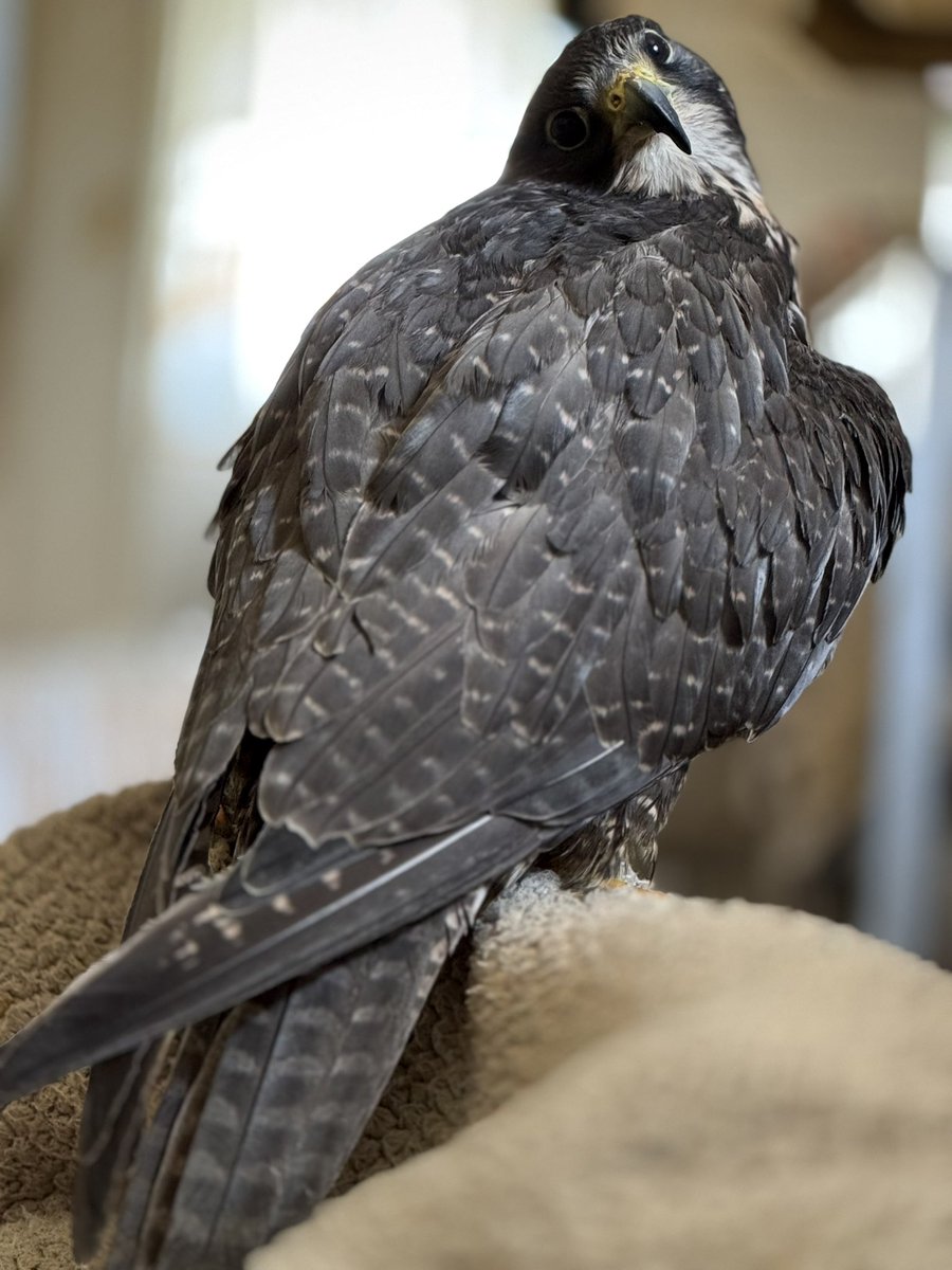 モレ吾郎@M.R.G.R since2020 tweet media