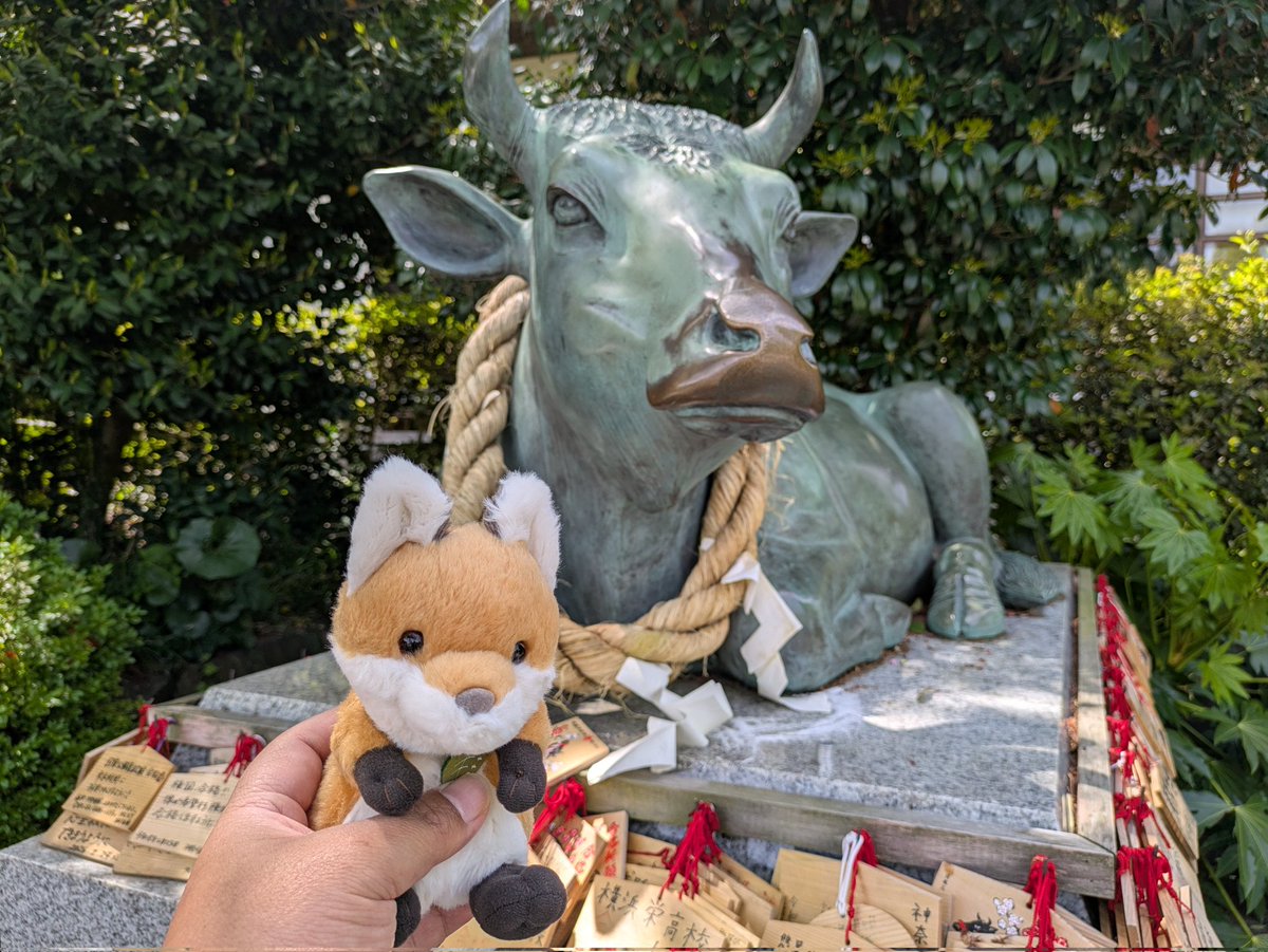 にゃー吉 tweet media