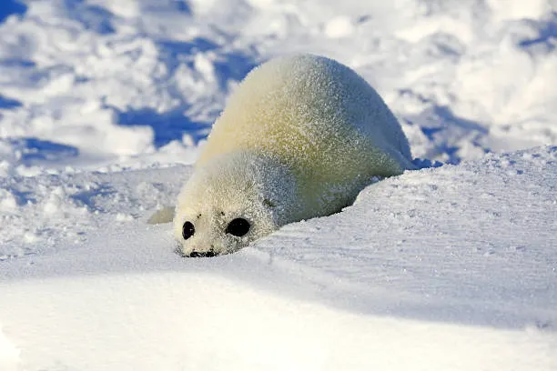 foca_asesin4 tweet media