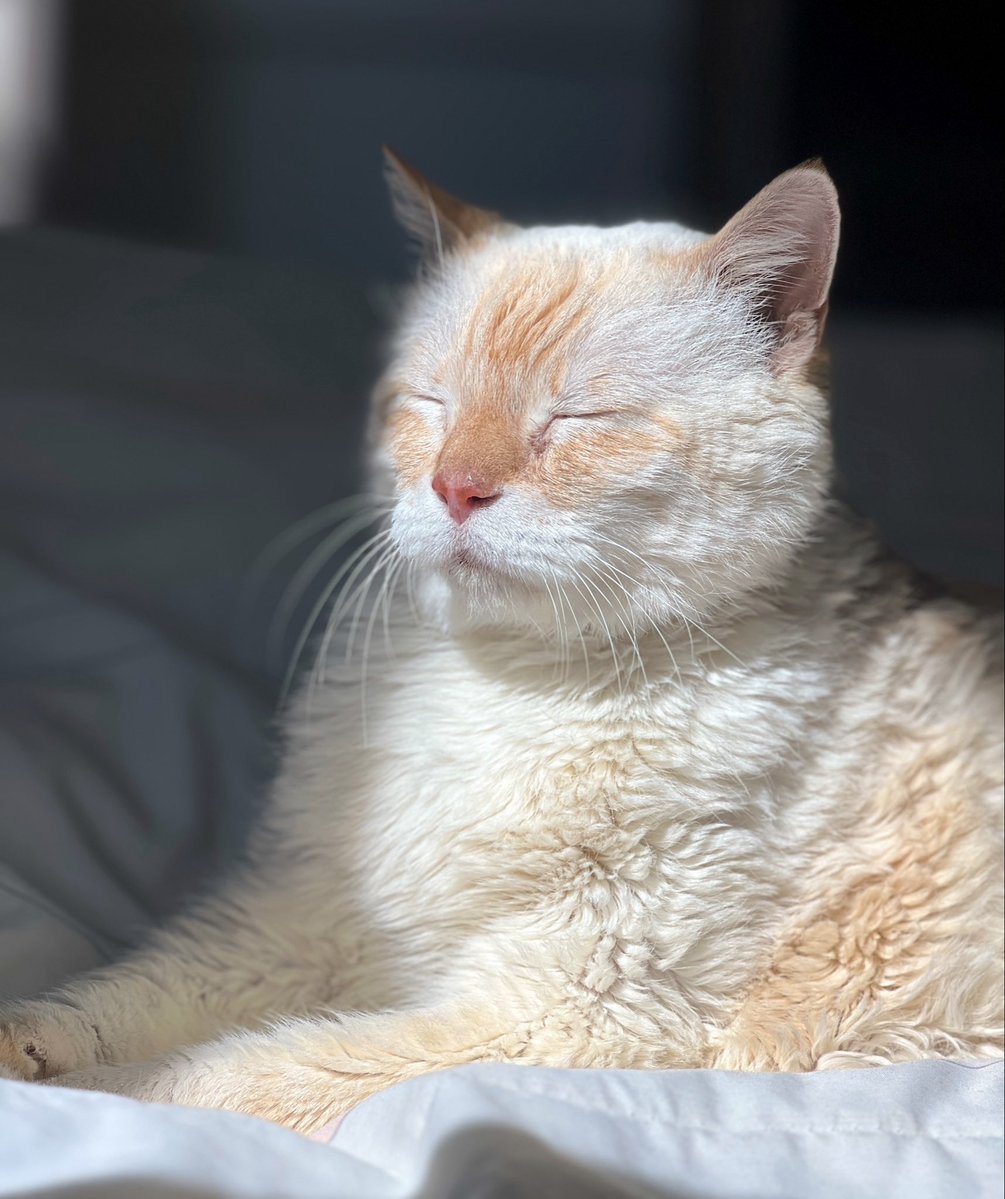 TuffyCat's tweet image. Sunbathing continues for this handsome beast. I’m steeped in Spring… #cat