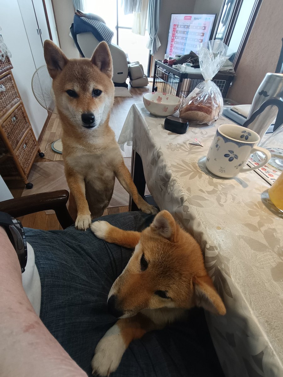 柴犬ゆず＆あず tweet media