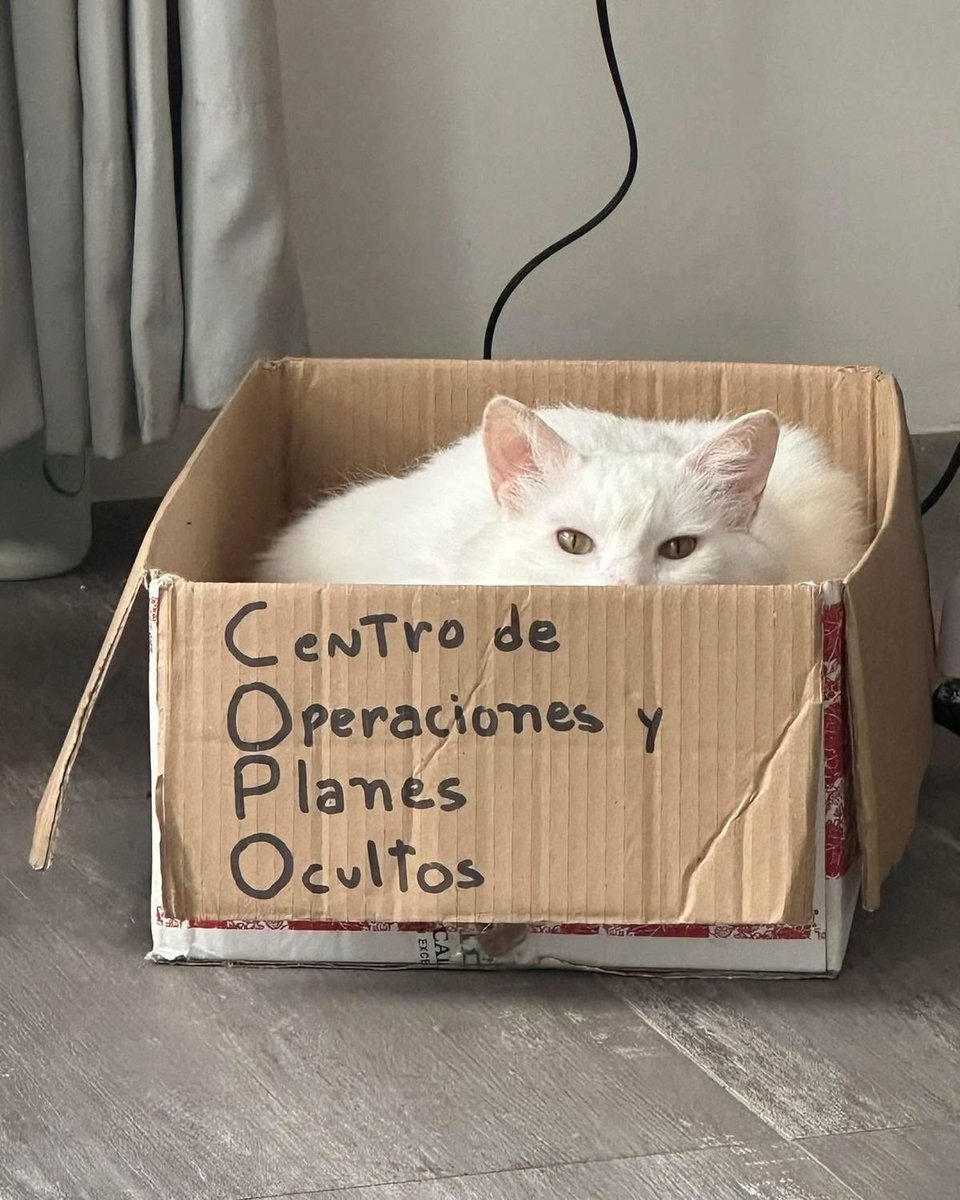Gato de Soro$ Biosférico Porno Onanista tweet media