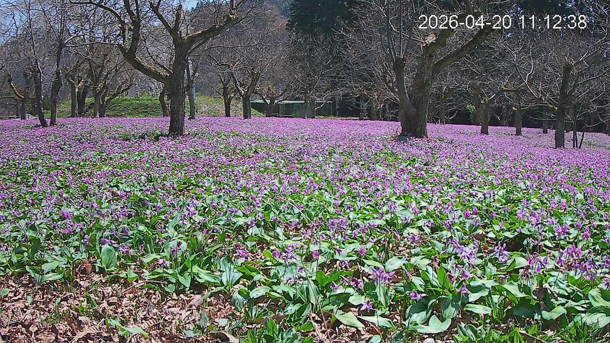 仙北市観光課【公式】 tweet media