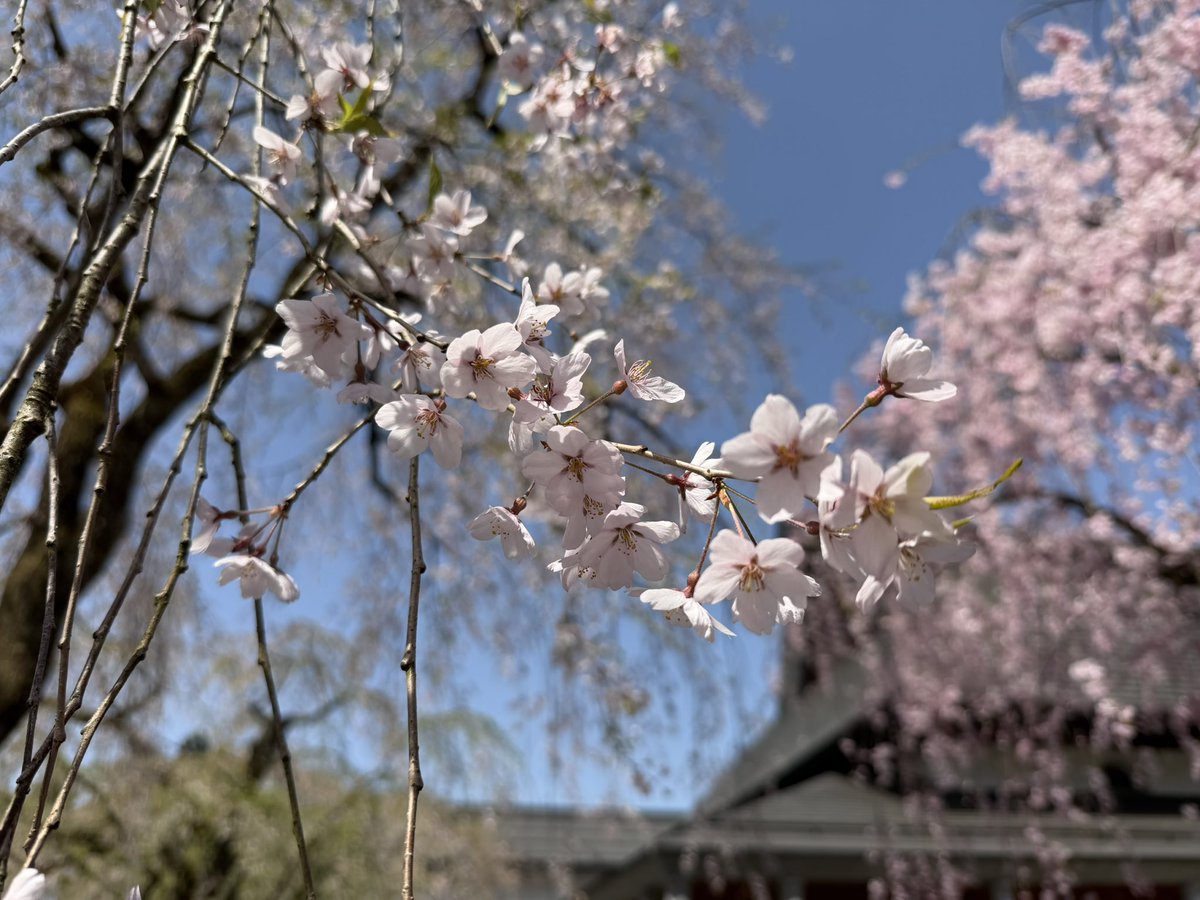 仙北市観光課【公式】 tweet media