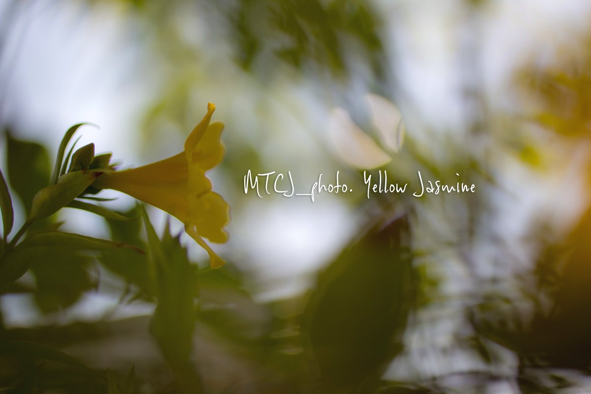 MTCJ_photo's tweet image. 午後も
穏やかに🍀🍒

Sheryl Crow - Forever
youtu.be/mxNL1i1rGHY?si…

#jasmine #yellow #flowers
#黄色 #ジャスミン