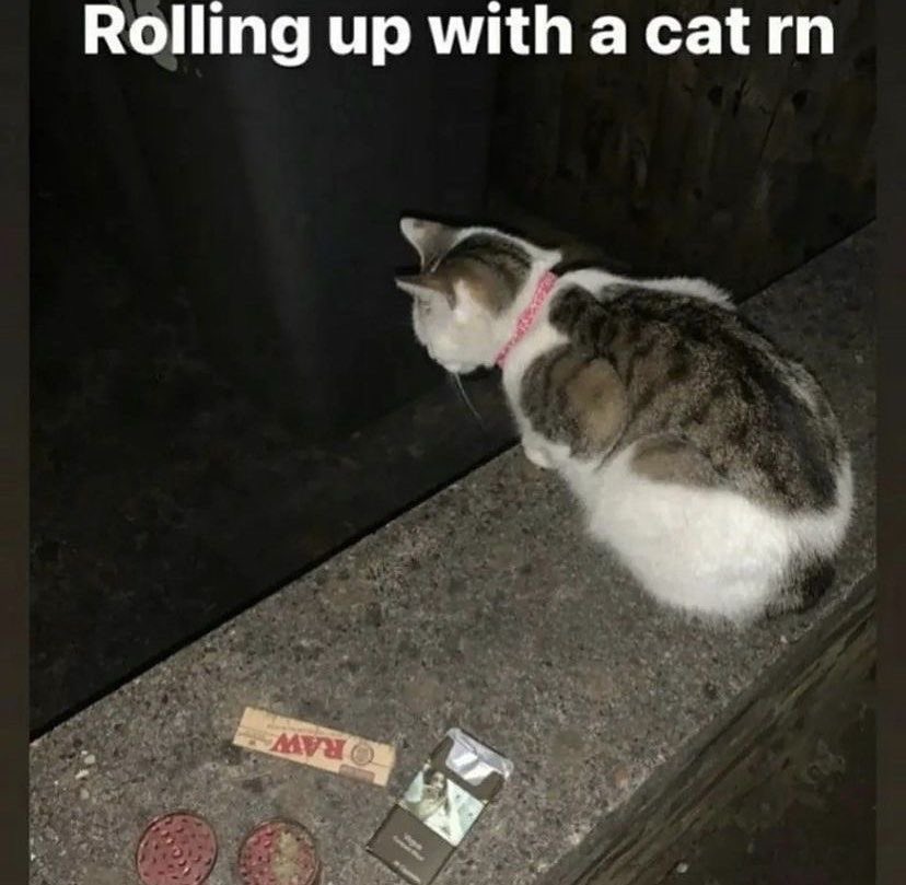 jerboaconfetti's tweet image. ₊˚ʚ this or that bong edition₊˚✧ ﾟ.

  ⋆˙⟡ a distraction from food for #edtwt 

 🏷️~#distraction #poll