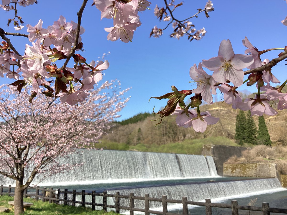 mogamiSSC's tweet photo. 最上白川渓流公園・おらだの川公園ともに桜が見頃🌸
今週の4月25日（土）からは最上白川渓流公園キャンプ場・おらだの川公園キャンプ場が利用可能となります🏕
GW・夏休みに大自然の中でのアウトドアを楽しんでみませんか♪

※写真は4/19現在の様子です。

詳しくはこちら👇
https://t.co/wOp1icIXXH https://t.co/vvOxWsWIm5