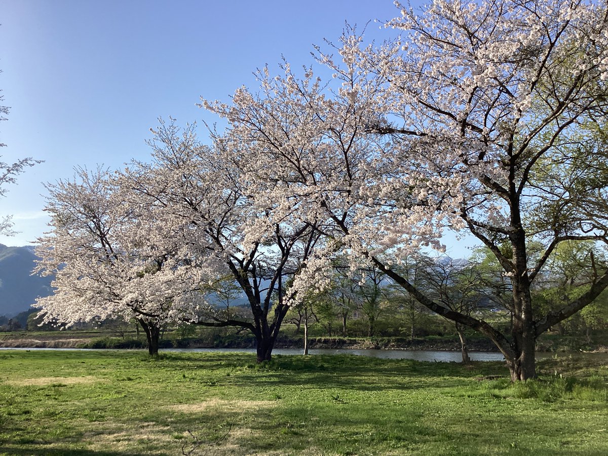 mogamiSSC's tweet photo. 最上白川渓流公園・おらだの川公園ともに桜が見頃🌸
今週の4月25日（土）からは最上白川渓流公園キャンプ場・おらだの川公園キャンプ場が利用可能となります🏕
GW・夏休みに大自然の中でのアウトドアを楽しんでみませんか♪

※写真は4/19現在の様子です。

詳しくはこちら👇
https://t.co/wOp1icIXXH https://t.co/vvOxWsWIm5