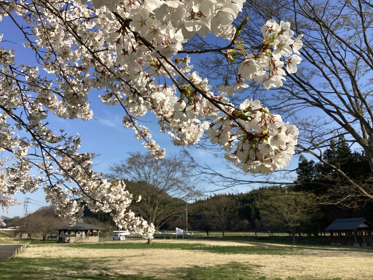 mogamiSSC's tweet photo. 最上白川渓流公園・おらだの川公園ともに桜が見頃🌸
今週の4月25日（土）からは最上白川渓流公園キャンプ場・おらだの川公園キャンプ場が利用可能となります🏕
GW・夏休みに大自然の中でのアウトドアを楽しんでみませんか♪

※写真は4/19現在の様子です。

詳しくはこちら👇
https://t.co/wOp1icIXXH https://t.co/vvOxWsWIm5