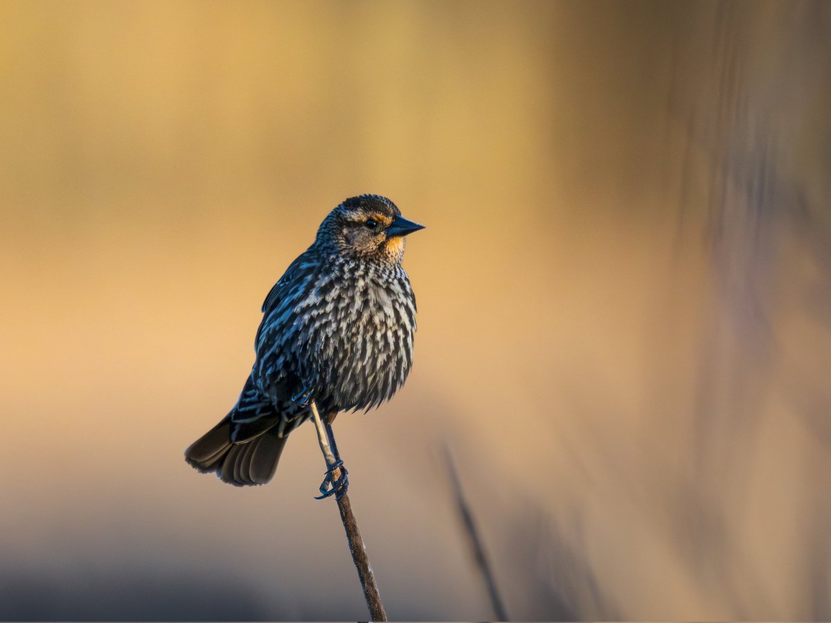 tendajithelion's tweet image. Reed Sitter

 #photography #naturephotography #birds #wildlife #wildlifephotography #birdphotography #omsystem #nature