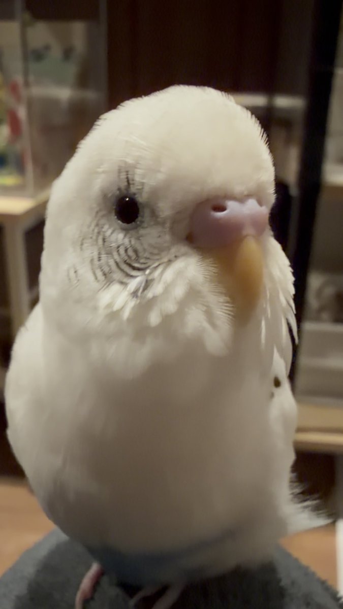 ことりのむぎちゃん tweet media