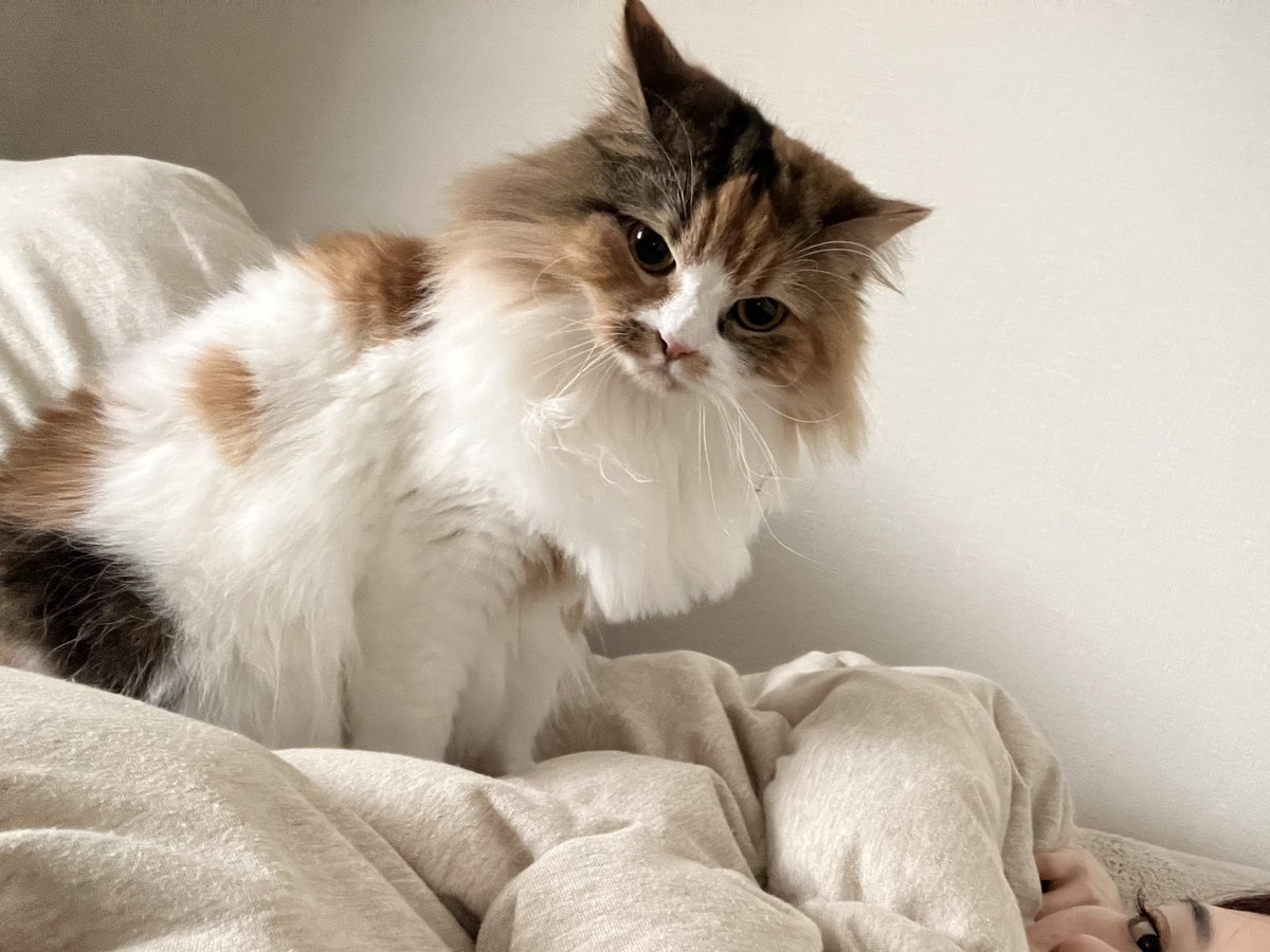 今日も昼休憩も取れないくらい忙しいけど
この子のために頑張ります😴にゃーにゃー
ママ倒れられない！😹🫶