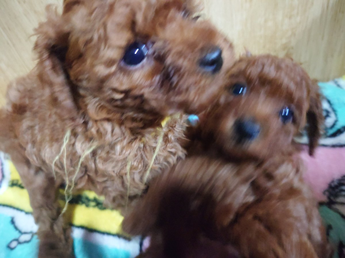 チーズ tweet media