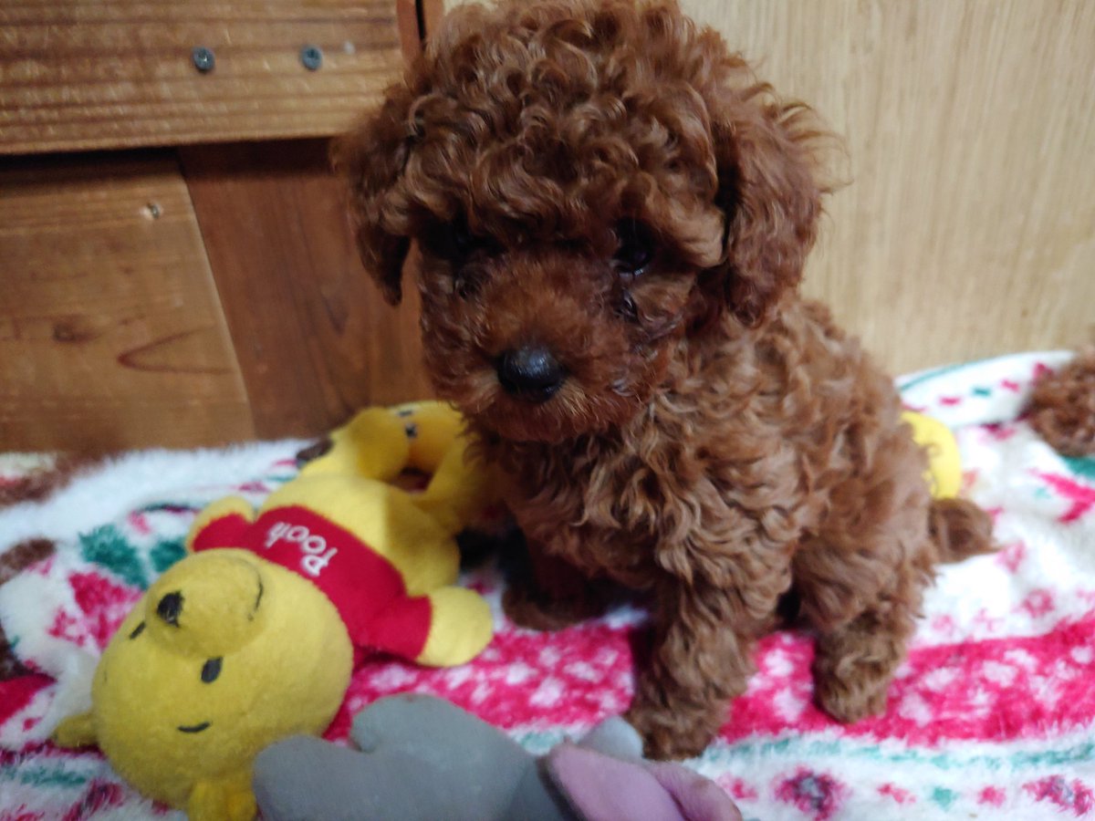 チーズ tweet media