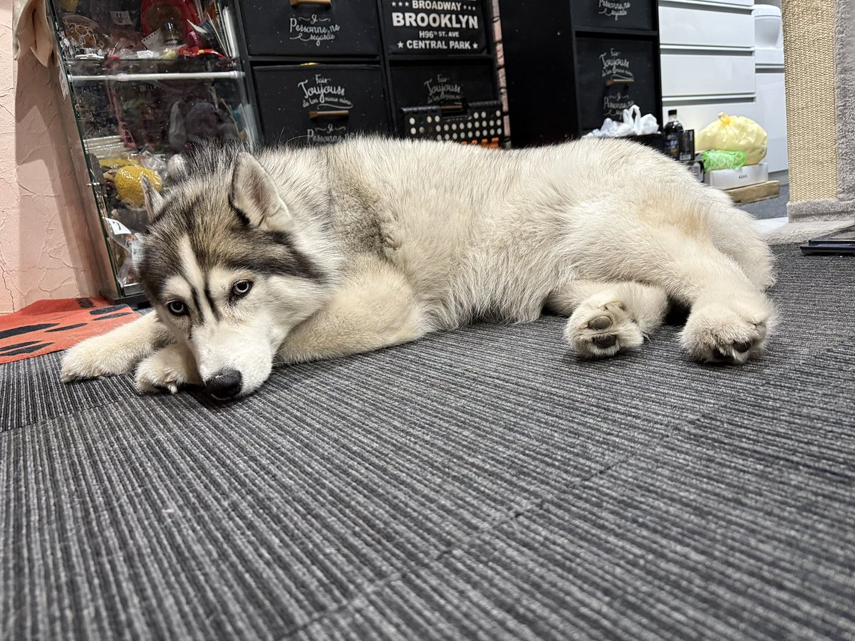 22koguma's tweet photo. WIN🐺
入院→手術→退院
3月25日にエコーで腫瘤確認してから…
酪農学園大学から肝臓胆嚢膵臓専門の先生がくるまでの3週間ながかった〜
Aceが、マウンティングして出血し��いか…
日に日に大きくなってる気がして…
自壊しないかヒヤヒヤしながらの3週間でした。 https://t.co/JYbtfgTQ5w