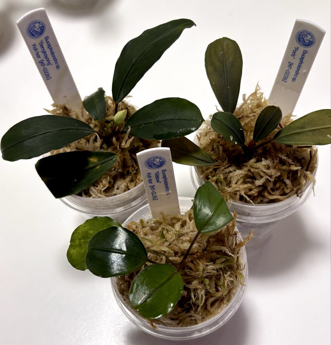 RYOKU33♂ tweet media