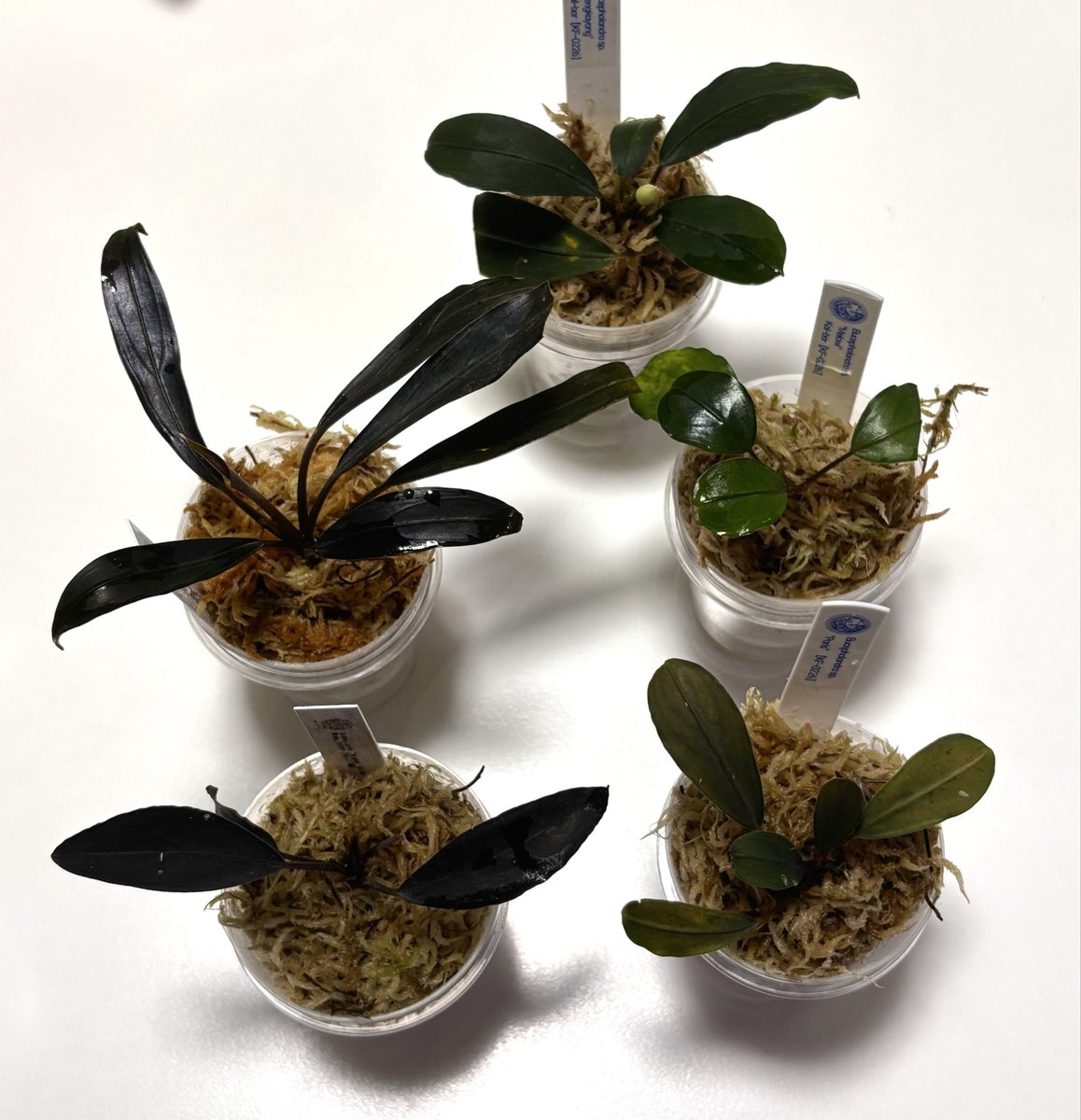 RYOKU33♂ tweet media