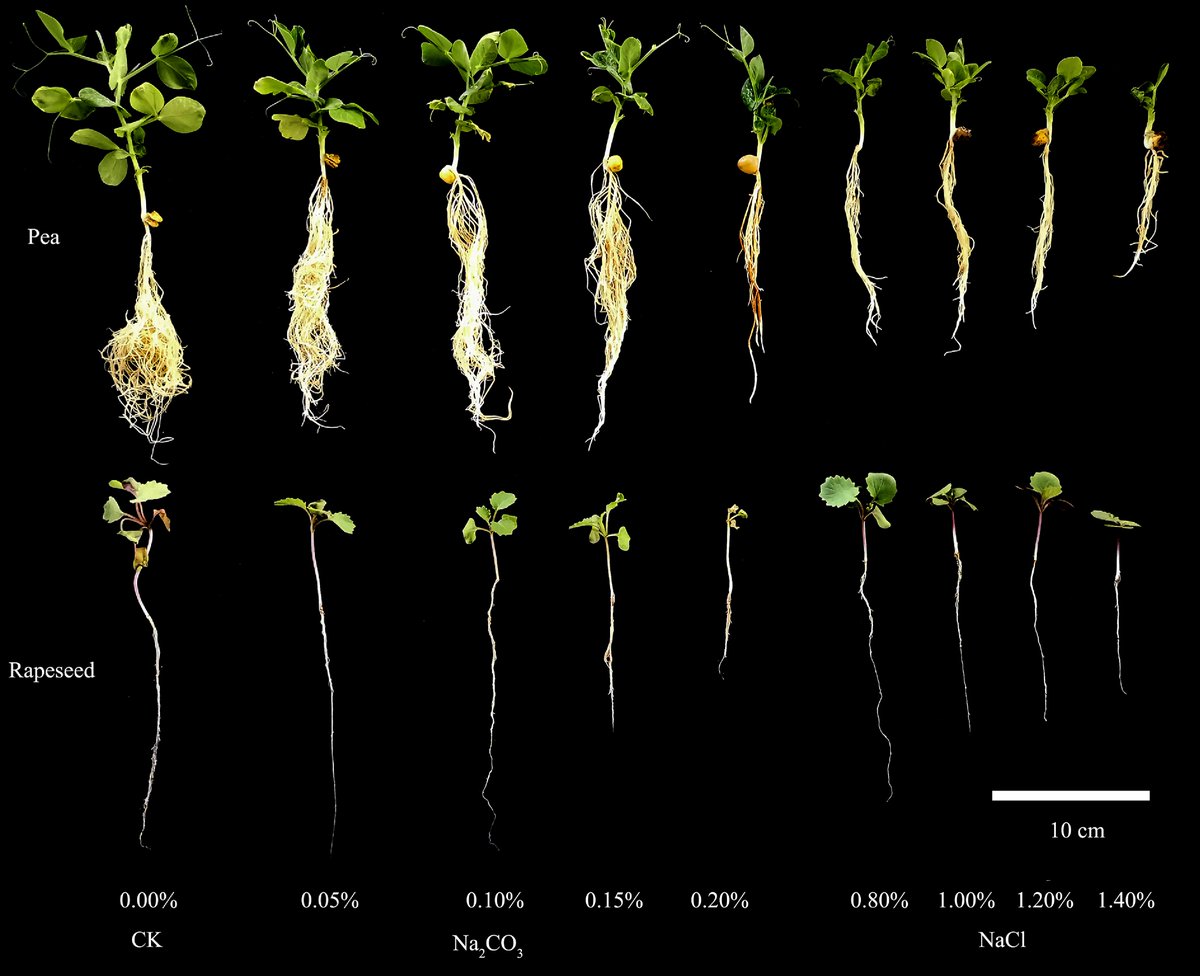 PlantSciRes's tweet image. #TIA

Crop rotation enhances soil chemical properties and improves soybean growth and productivity in agricultural systems

@MaximumAcademic #SoilHealth #Soybean @NewPhyt

Details: maxapress.com/article/doi/10…