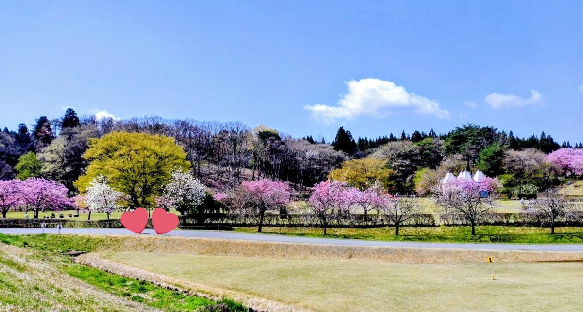 M5mJc's tweet photo. 天気も良くて桜も綺麗だった(*¯꒳¯*)🌸 https://t.co/BCFG6WGSXe