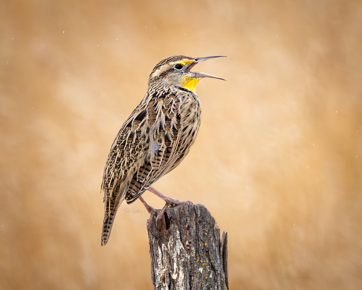 aHeartSoFull's tweet image. Photo Dump Day 4  
  
I'm sure this won't take much longer to get through the pile. 🤣 

#1 - Acorn Woodpeckers 
#2 - Western Meadowlark 
#3 - Starling 
#4 - Savannah Sparrow   

#smallbirds #nature #birdphotography