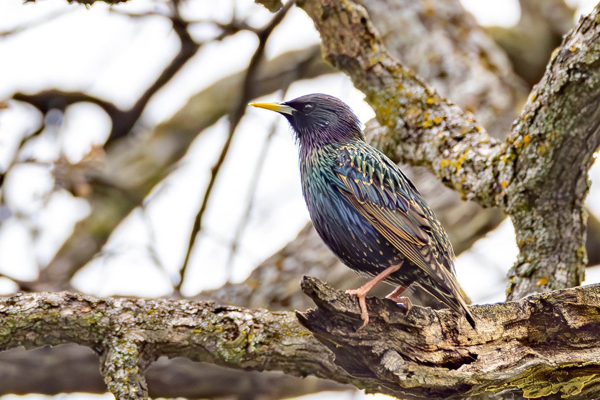 aHeartSoFull's tweet image. Photo Dump Day 4  
  
I'm sure this won't take much longer to get through the pile. 🤣 

#1 - Acorn Woodpeckers 
#2 - Western Meadowlark 
#3 - Starling 
#4 - Savannah Sparrow   

#smallbirds #nature #birdphotography