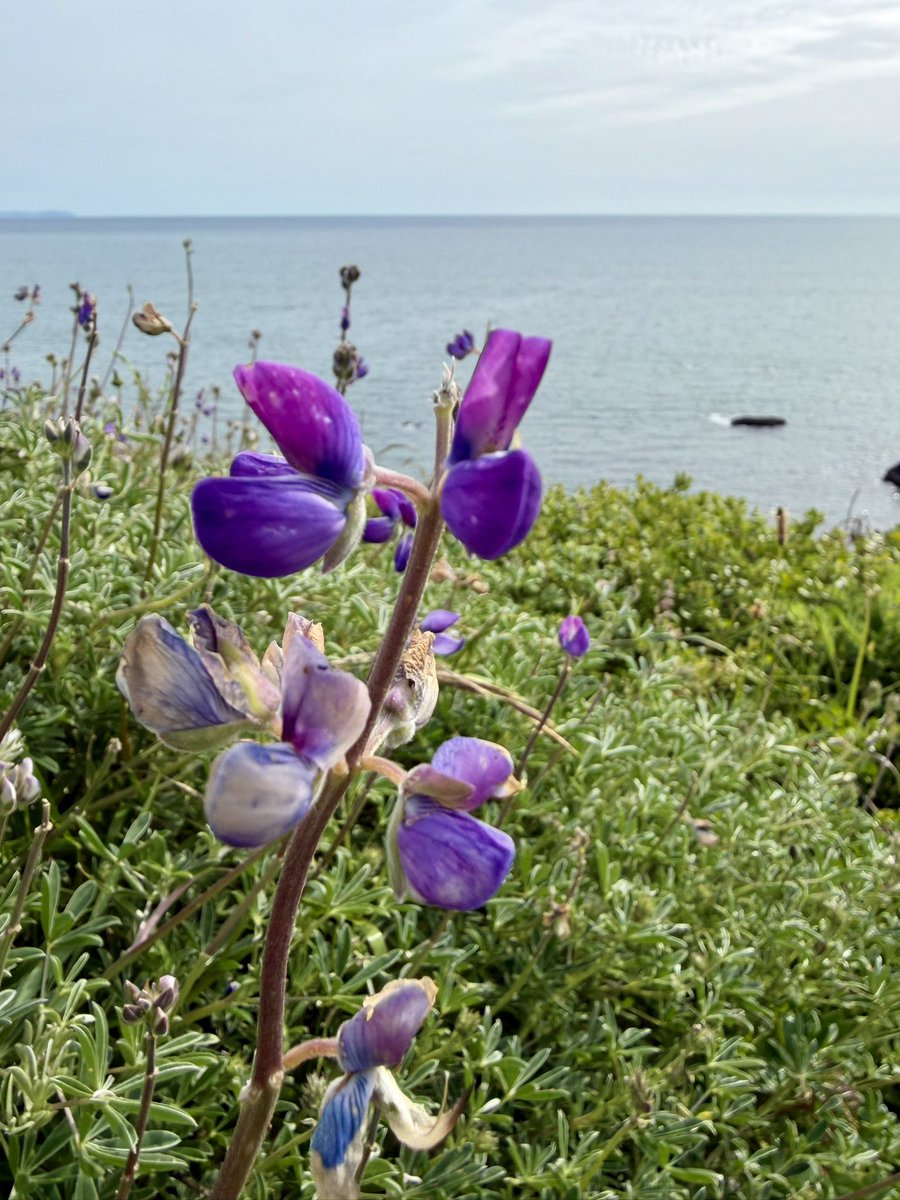 calicritters777's tweet image. Gorgeous day on the coast! #california