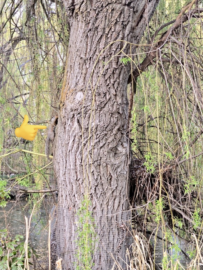 Ralph Hass Voiceove®️🎤 Spo®️ts🏒🦬🏀🎾🇨🇦✝️ tweet media