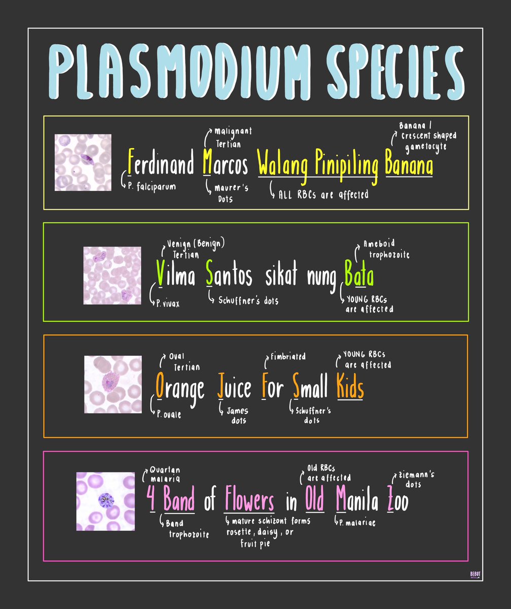codocytee's tweet photo. Plasmodium mnemonics ✍🏼 galing talaga sa review center ko ‘to HAHAHAHA

#studytwt #studytwtph #medtechtwt https://t.co/5WmsmDjDTs