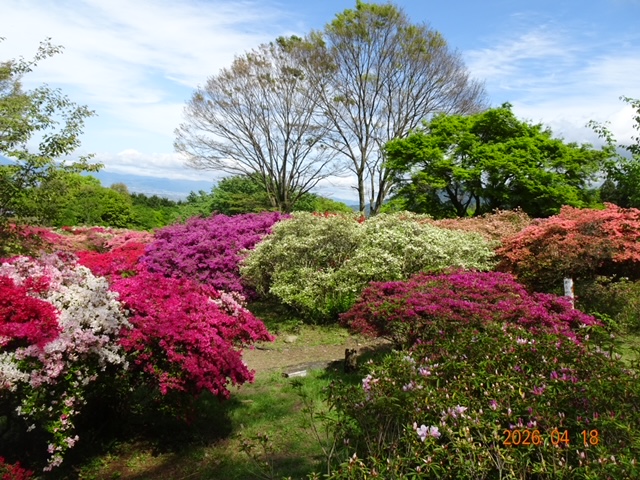 wellnesscolife's tweet photo. この時期はいろんな植物が次々と満開になって、楽しいですね✨

椿 → 梅 → 桜・花桃 → チューリップ → シャクナゲ → ツツジ🌸🌷🪷

季節のお花リレーを眺めると心が躍ります😍✨

皆さんはいくつ楽しみましたか😁

#睡眠 #老化対策 #物忘れ #睡眠を見直そう #記憶力 #お花満開 https://t.co/rxTUNlklVQ