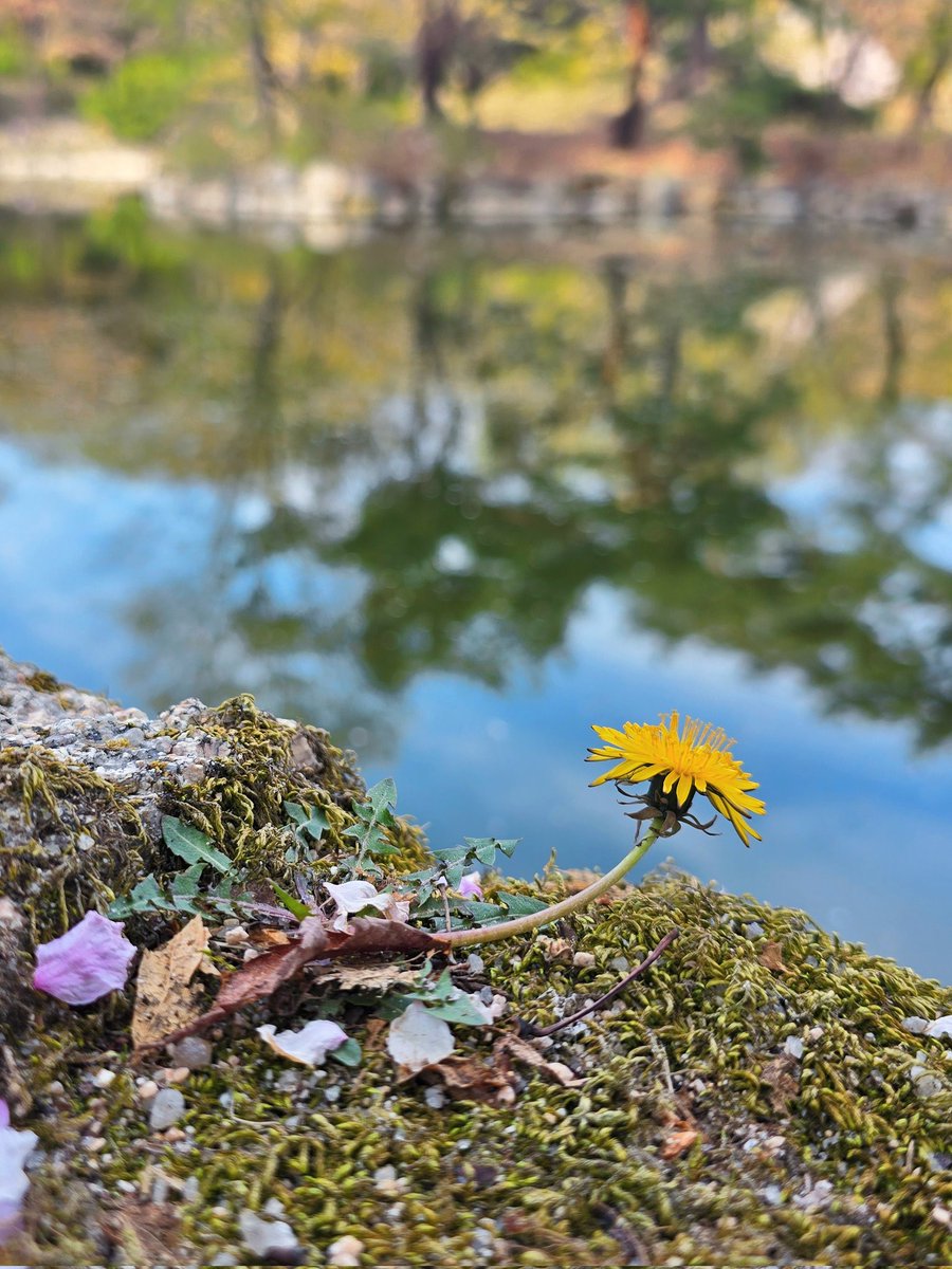 Mugi 🐢🐍玄무기 | VTuber Trainee tweet media