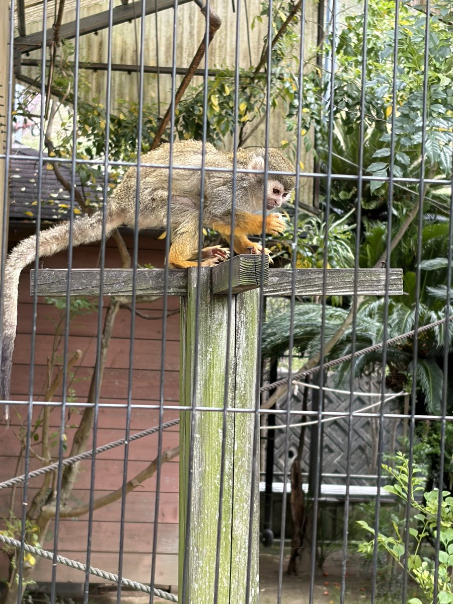 山科晃一(KOICHI YAMASHINA) tweet media