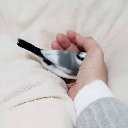 RXPIKO's tweet photo. 2020/1/28
私の手と遊ぶ鈴ちゃん https://t.co/pWdzoBxCV8