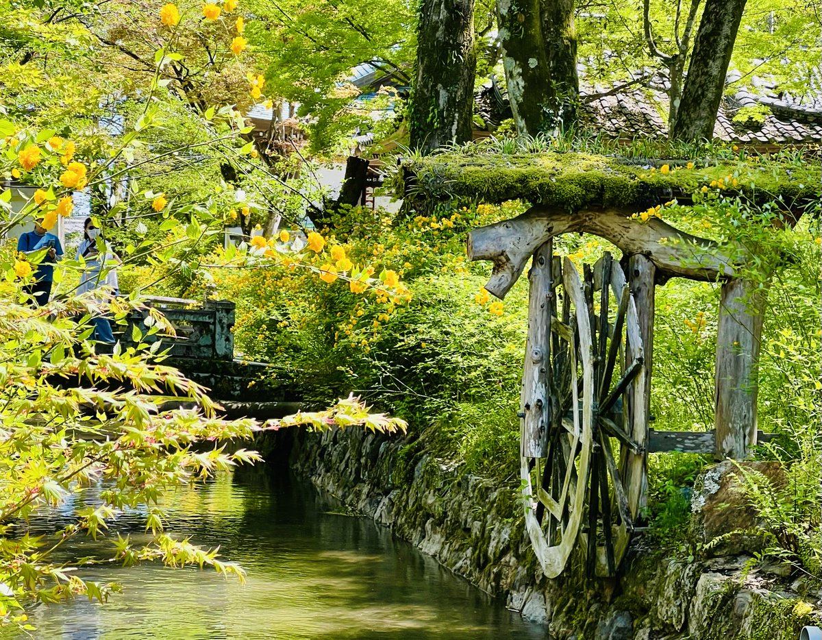 古社を彩るヤマブキ色にうっとり☺

📍松尾大社

境内を流れる小川沿いに群生するのは、約3000株のヤマブキ。気品を感じる花が美しく咲き誇り、見頃を迎えています✨
新緑の緑とのコントラストも美しく、初夏の訪れを感じますね🍃局員

#そうだ京都行こう