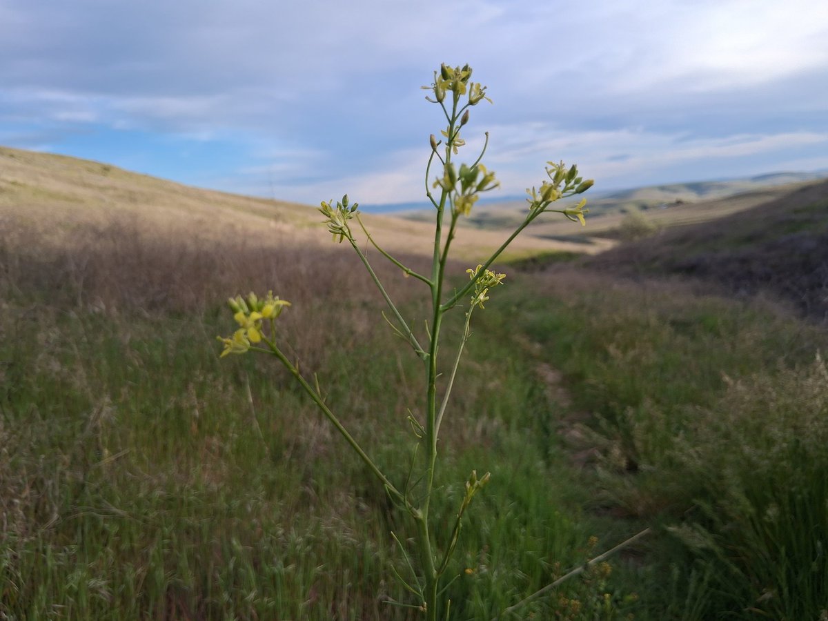 shaindelr's tweet image. 3.69 miles, 478 foot elevation gain. New shoes so took it slow. Beautiful day. Wildflowers everywhere 💗 #CharityMiles #everymilematters #getoutside