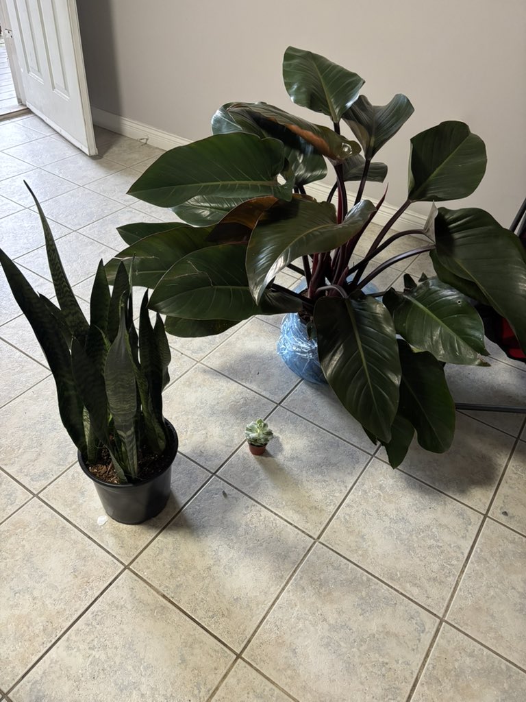 ____Vian's tweet photo. Iniciándonos en la vida de chavitos con plantas con estas dos bbitas 🪴 cadena de oración para que no se nos mueran https://t.co/RjCb3KFlp4