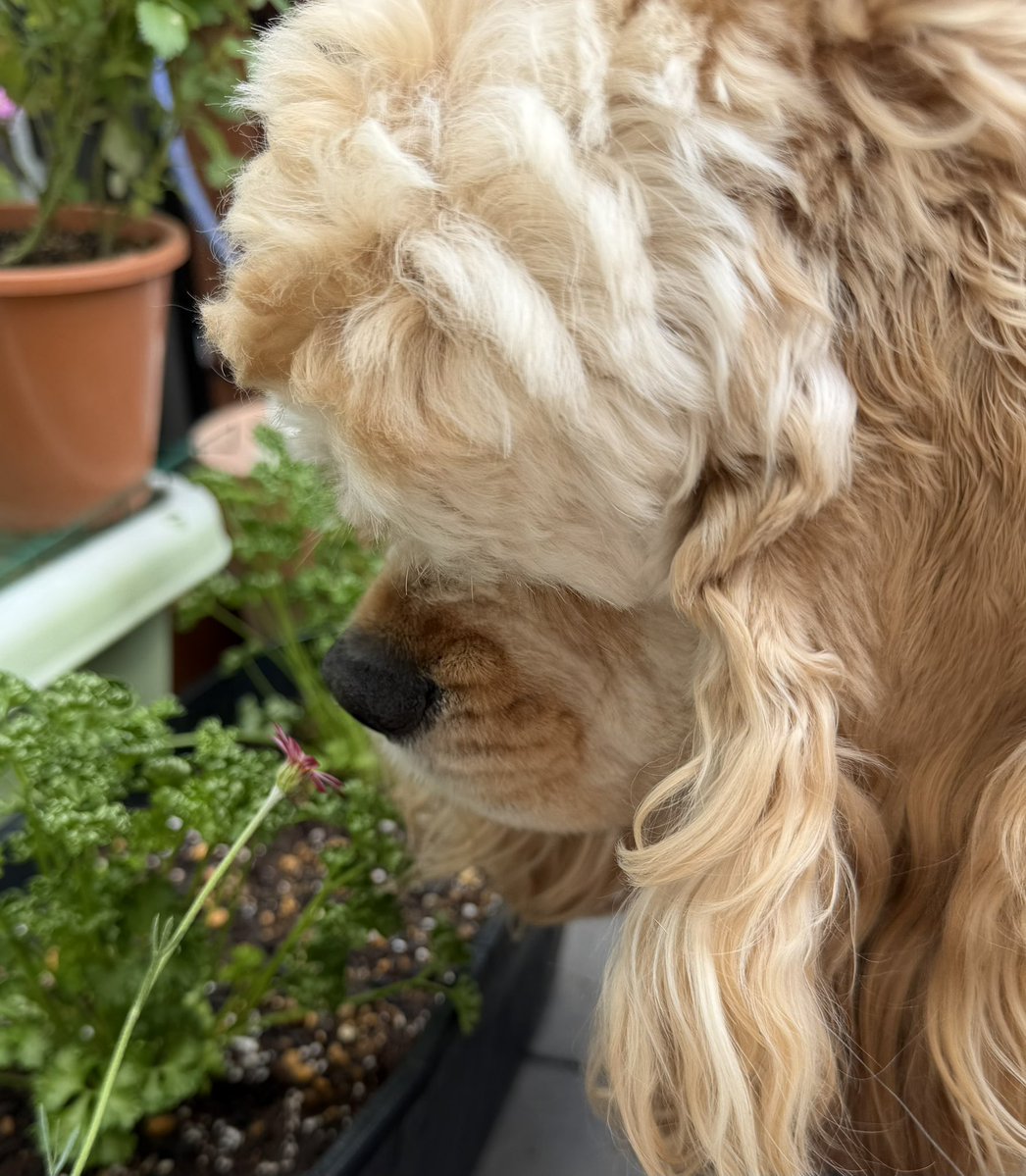 めるも「ボク うぃん、弟はエア　妹はエイル　よろしくね。」 tweet media