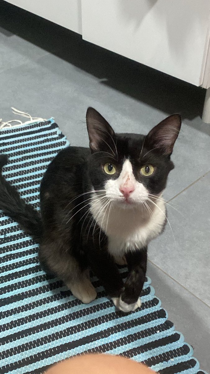 heII_ena's tweet photo. Pessoal, preciso de ajuda para cuidar de um gatinho que resgatei 🙏

Acolhi esse gatinho, que estou chamando de Chaves. Ele estava em uma condição bem delicada, muito debilitado e desnutrido. Após exames, descobri que ele contraiu na rua duas doenças: FeLV (leucemia felina), + https://t.co/q5QTL0bkuZ