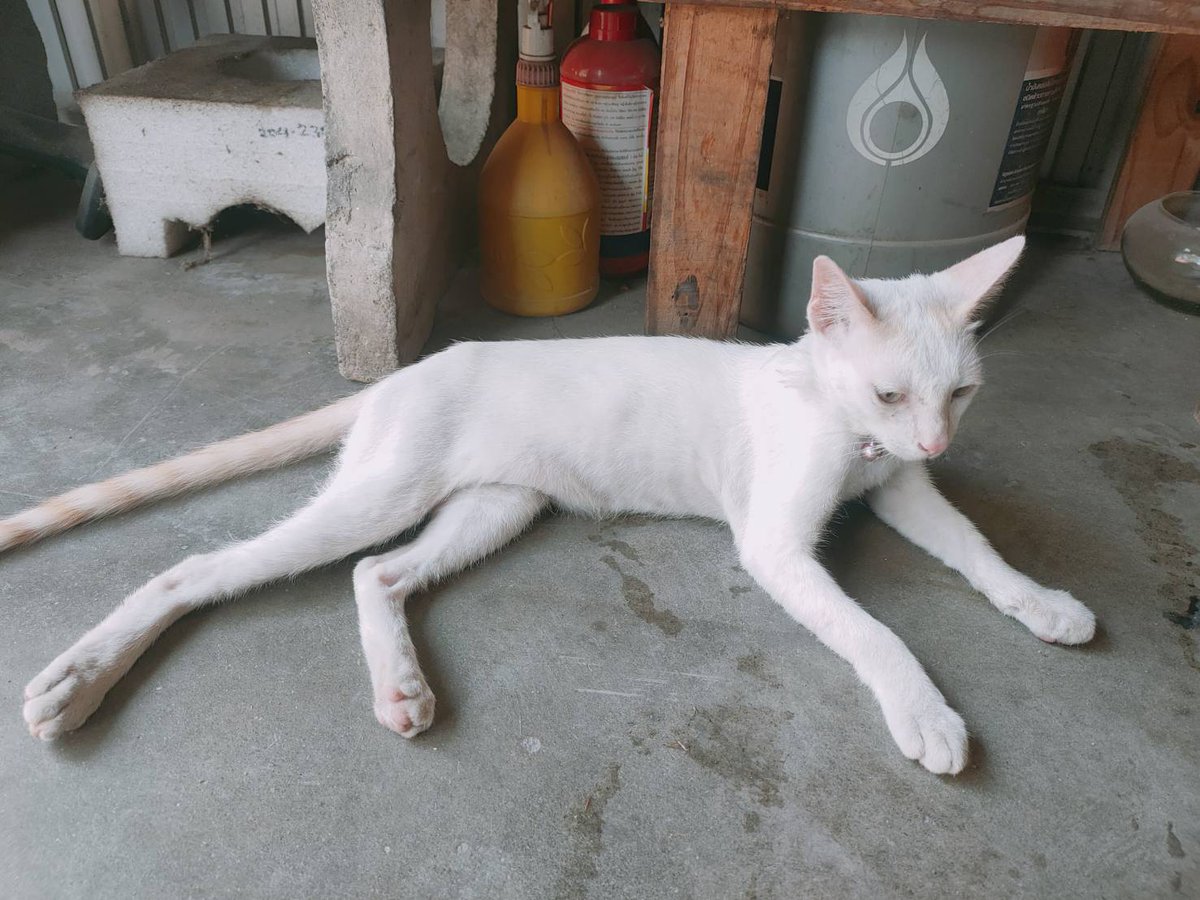 หาบ้านให้แมวค่ะ มีคนเอามาปล่อย
เพศผู้ทั้งสองตัว พิกัดจตุโชติ 
#หาบ้านให้แมว #แมวจรหาบ้าน #แมวหาบ้าน #แมวจร