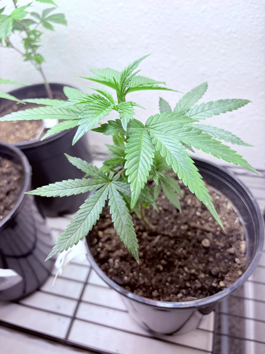 HighOnWeb3's tweet image. Mendo GMO Waking up 🌲 ⛽️ 

#marijuana #kush #Thugpug #caliweed 
#kush #weed