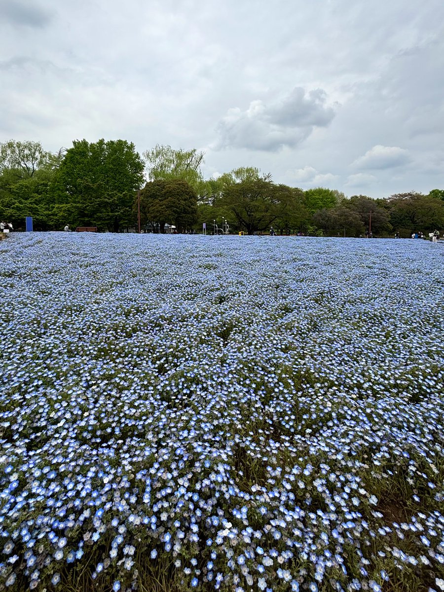 片瀬 真花 tweet media