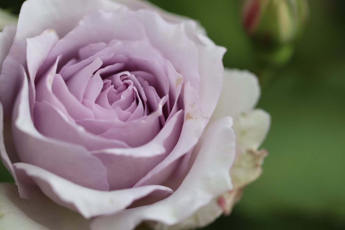 ちゅんた𓅱 tweet media