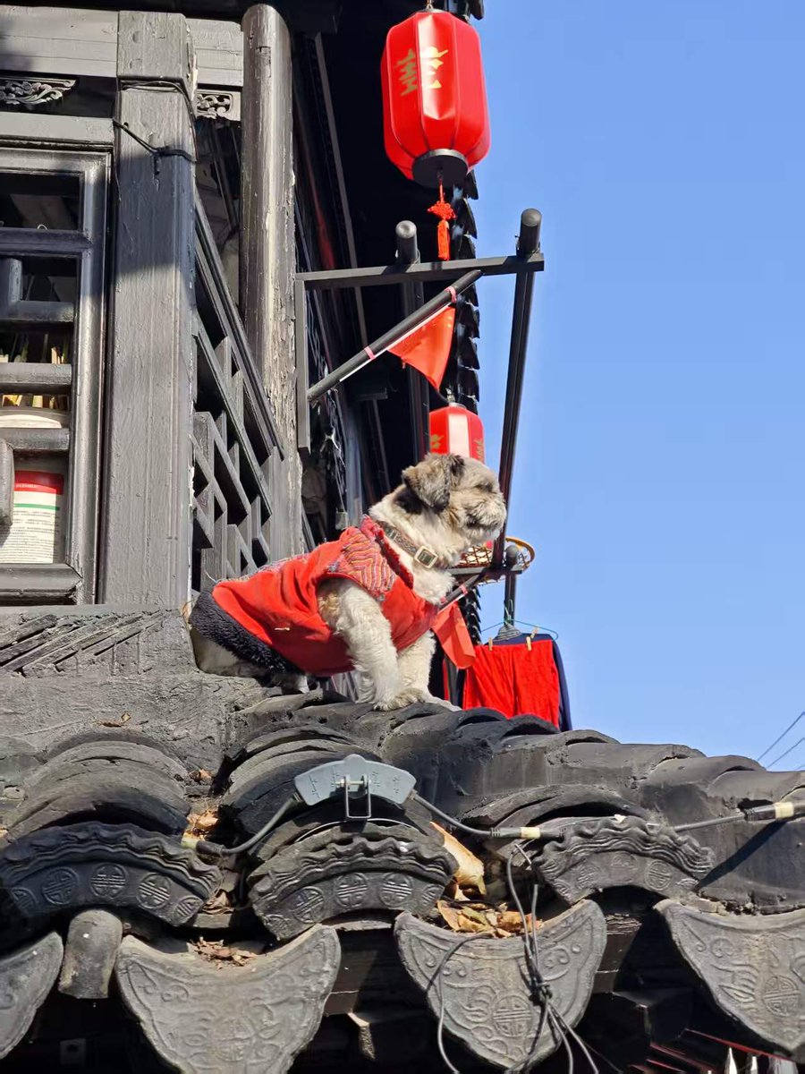 StraitHeraldFr's tweet image. Le petit chien rencontré dans une petite ruelle pavée de Suzhou a un air de grandeur digne du Roi Lion, aux allures imposantes et majestueuses. #doglover #chinatravel @ThisisSuzhou