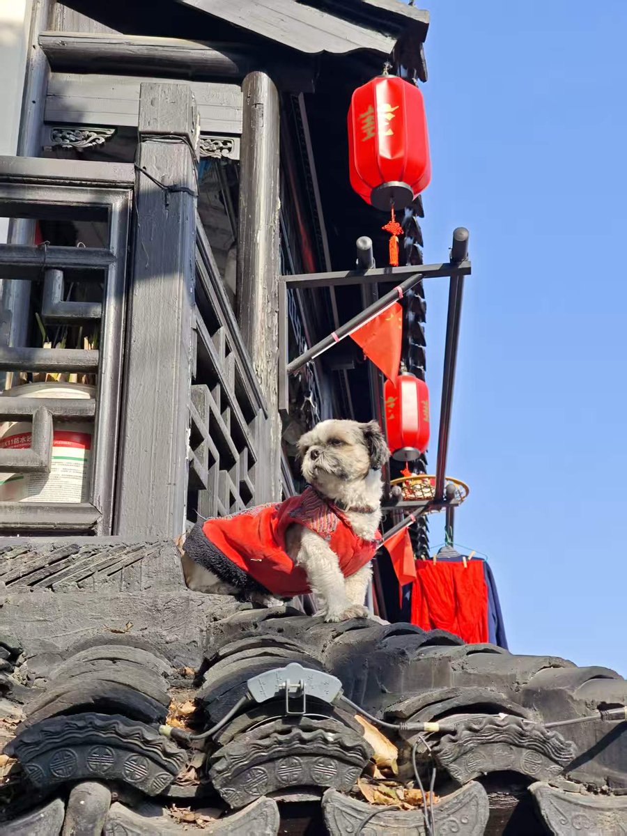 StraitHeraldFr's tweet image. Le petit chien rencontré dans une petite ruelle pavée de Suzhou a un air de grandeur digne du Roi Lion, aux allures imposantes et majestueuses. #doglover #chinatravel @ThisisSuzhou
