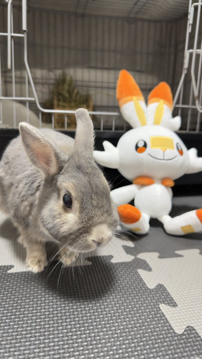 🐇🐰 まぁ𓃺𓈒𓏸🐰🐇 tweet media